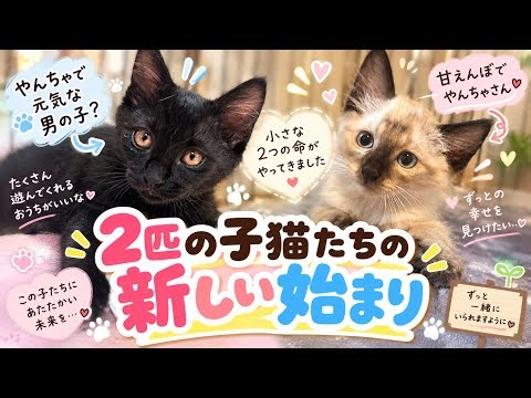 【家族を探して…】地域猫が出産。2匹の子猫がやってきました