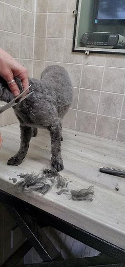How to trim a dogs ears, rounded short cut ears, dog grooming from home, Shih-Poo (Shih-Tzu/Poodle)