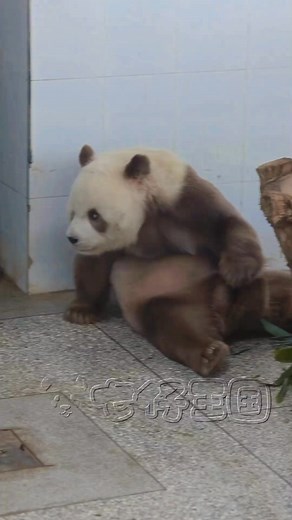 48K views · 3.5K reactions | Đừng nghi ngờ gấu sinh nữa Bảy #thattu #qizai #panda | Đảo Gấu Trúc | Facebook