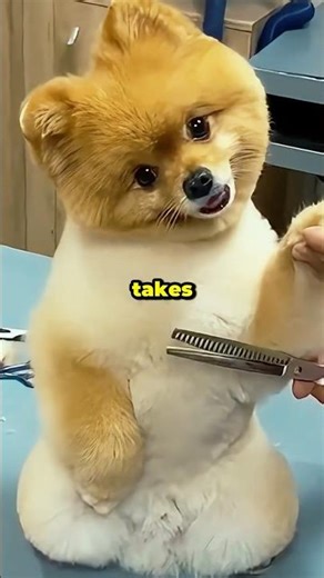 These Dogs Get the Cutest Makeover 🐶✂️ #shorts