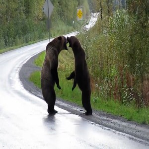 Two bears are arguing with each other. #animal | Soul