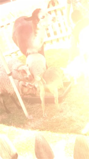 Y’all already KNOW we couldn’t have Rodeo Day without a petting zoo 🤠🐐✨ 2025–2026 we are NOT letting up—we’re bringing our kids education FUN all year long! 🎉📚 Check out a few highlights from our Rodeo Day/Petting Zoo… the smiles say it ALL! 👇🏽👇🏽 Got pics or videos from the day? Drop them in the comments! We’d LOVE to see the moments you captured 💛📸 Have a safe and amazing weekend, Shumway family & friends! #RodeoDay #PettingZooFun #LearningThroughFun #EducationAndFun #fyp