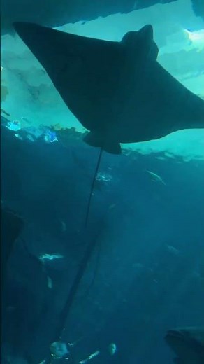 ✨ Taoyuan Xpark Aquarium Walk 🇹🇼 | 4K Walking Tour | No Talking｜桃園 Xpark 水族館 2026
