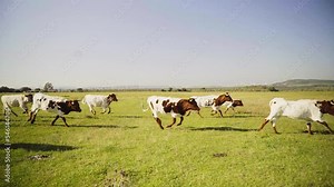 Side on slow-motion shot of a herd of cows jumping and running through a field