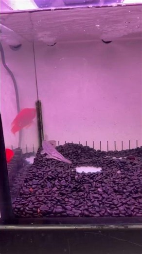 《鱷魚火箭》頭部與鱷魚極為相似🐊上下顎佈滿匕首般鋒利的尖牙🦷覆蓋著堅硬的菱形琺瑯質鱗片 特殊的魚鰾可以直接在水面上吞嚥空氣呼吸🤩#鱷魚火箭 #鱷雀鱔 #火箭魚 #摸魚專業水族館