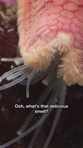 Sea Stars Use an Army of Tube Feet to Find Their Next Meal | #DeepLook #Shorts