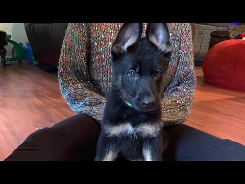 How I start a puppy on a raw diet working Line German Shepherd
