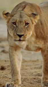 a lone lioness boldly challenges an entire herd as her eyes lock on a precious prize—a vulnerable baby elephant. | Nature Bites