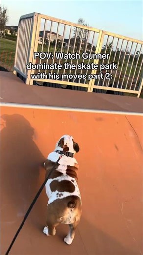 Bro’s better thank tony hawk #bulldog #dog #englishbulldog #funny #cute