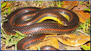 FWC asks public to report sightings of rare rainbow snakes