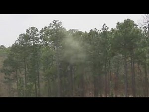 Pollen is in the air, experts explain why this time of year is hard for many people