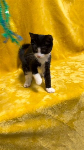 2.3K views · 22 reactions | Phillip! Purrfectly adorable Phillip and Fiona had their glamour sessions today. Behind the scenes- | Wayne County Animal Advocates-NC | Facebook