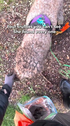 Four truffles in under three minutes