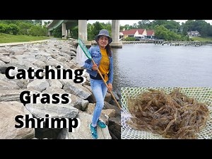 How To Catch Grass Shrimp | Fishing In Maryland