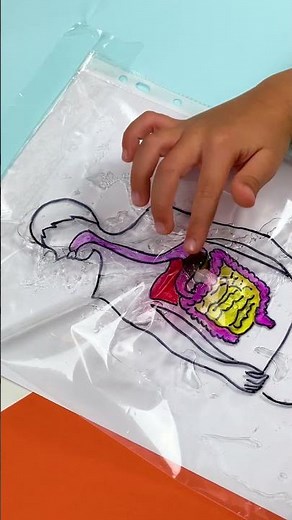How our Digestive System works🍒 DIY craft