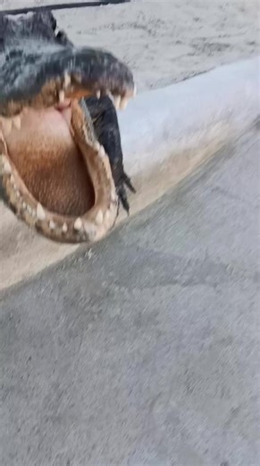 Meet Snaggletooth: The Rescued Alligator's Journey