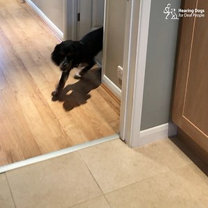 266K views · 14K reactions | Cocker spaniel Ebony has been learning...