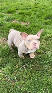 1.5K views · 399 reactions | Perfect in a pocket pittie aka micro bully aka American bully aka bully breed  #LilacTri #Puppy #PNW | Pride Bullies | Facebook