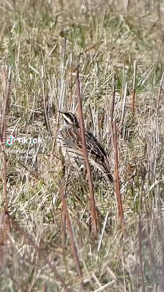 Eastern Meadowlark sings while staying partially hidden in the grass #birdwatching #birdsong #birdsounds