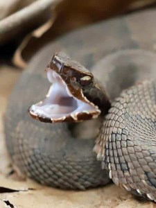 Florida Cottonmouth vs. Northern Cottonmouth: What are the Main Differences?