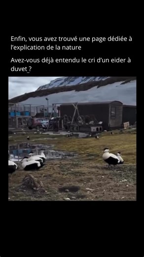 Nature Expliquee on Instagram: "C’est un son étonnant et peu familier pour beaucoup de personnes, très différent des cris classiques que l’on associe aux canards. Son appel est doux, parfois presque mélancolique, et immédiatement reconnaissable une fois qu’on l’a entendu 🎶. L’eider à duvet est un grand canard marin que l’on trouve surtout dans les régions nordiques ❄️🌊. Ses vocalisations jouent un rôle important dans la communication, notamment pendant la période de reproduction, lorsque les m