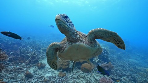 Coral Reefs: Stunning Footage of Ocean Ecosystems