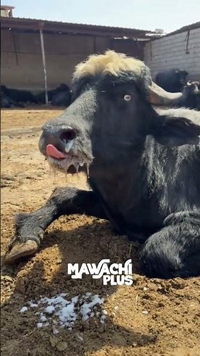 Heartbreaking Moments: A Bull Suffering from Foot-and-Mouth Disease | Awareness Video