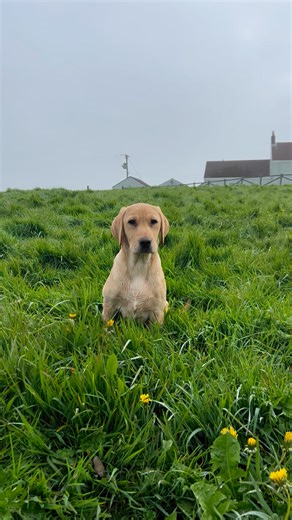 113K views · 2K reactions | Nonya #puppies #labradorretriever #chocolatelab #foxredlab #yellowlab #blacklabsquad #training #teampureflax #gundogtrainer #slingleygundogs #pickingupteam #instavideo | Slingley Gundogs | Facebook