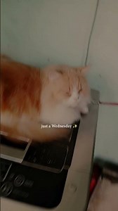 Oliva sitting on washing machine and oggy watching what she doing