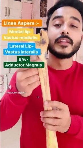 Linea Aspera Muscle Attachment Of Femur Bone Anatomy | #shorts | Muscle Attachment Of Femur Bone