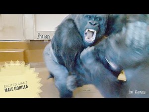 No One Can Stop An Excited Giant Male Gorilla | Shabani