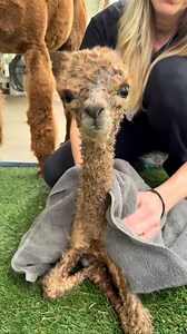 52K views · 21K reactions | Baby Lumi❤️This was when she was first born. ➡️Make sure you’re following us for more farm content! Every single like, share, and comment helps the farm and all the animals. #eagleeyefarm #alpaca #cuteanimals #babyanimals #animallovers #alpacas #agriculture #farmlife | Eagle Eye Farm | Facebook