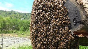 Bee swarm on tree branch. Swarming is a honey bee colony's natural means of reproduction. In the process of swarming, a single colony splits into two or more distinct colonies.Queen large group worker