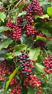 Bugnay or Bignay ☺️ | Nueva Ecija Grafted fruit trees