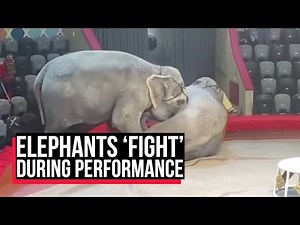 Two elephants who terrified circus audience by brawling during a show are banned from performing
