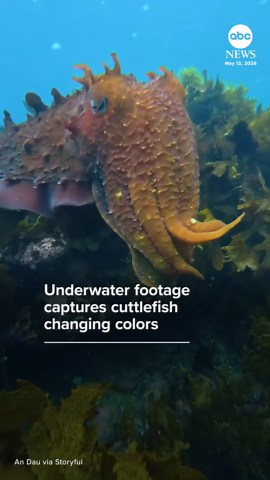 Underwater footage captures cuttlefish changing colors