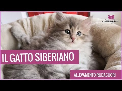 The SIBERIAN cat: everything about the cat almost hypoallergenic!