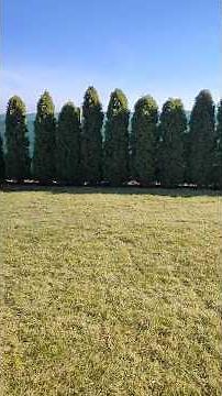 A dream lawn? Not quite... How to get rid of moss from your lawn?