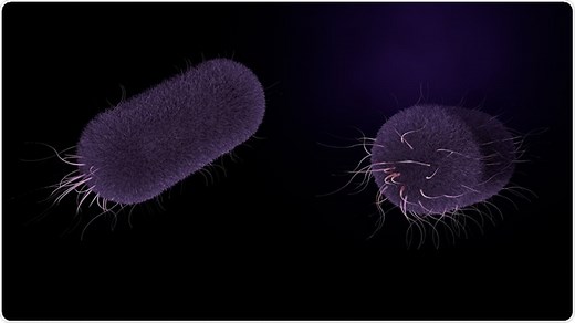 Typhoid Fever History