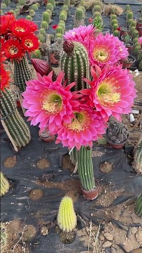 The Incredible Beauty of a Cactus Blooming 🌸