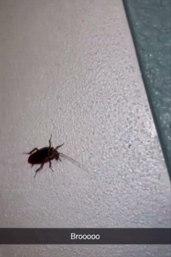 Flying cockroach #jumpscare #roaches #scary #warning #shorts #horrorshorts #creepy #cockroach #fly