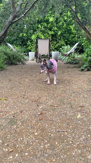 raising_helen_04 (@raising_helen_04)’s videos with Austin Powers Theme (Soul Bossa Nova) - N.Y. Jazz Orchestra