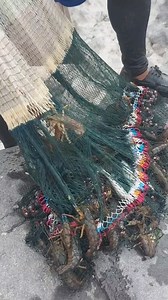 4.3K views · 10K reactions | Pesca increíble con atarraya. #pescador #camarones #fishermen #netfishing #atarraya #labarrera | Wilson Javier Alvarez Coa | Facebook