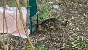 Errance animale : opération de capture de chats à l’université de La Réunion