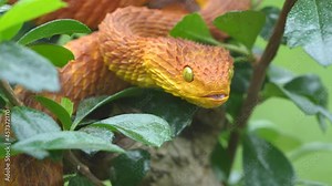 Venomous Bush Viper snake flicking tongue in slow motion