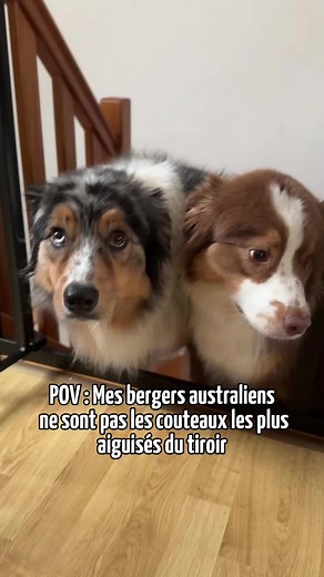 Drôles et Mignons : Les Chiens Berger Australien