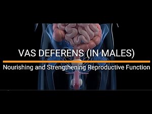 Tips for Vas Deferens Health Maintaining Reproductive Function and Preventing Issues