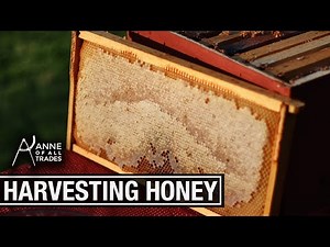Extracting Honey with a Centrifuge