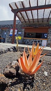 Visit the Centro de Interpretación Geológica to learn all about #ElHierro's fascinating volcanic history 🌋 😍 ... #elhierroisland #canaryislands #islandwithsoul | El Hierro Island
