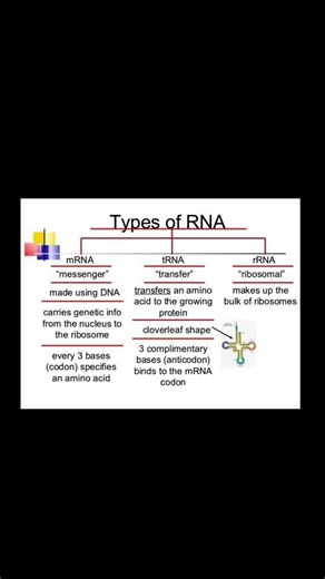 Types of RNA ||#biology #knowledge #education #science #neet #shorts #genetics #neetaspirents